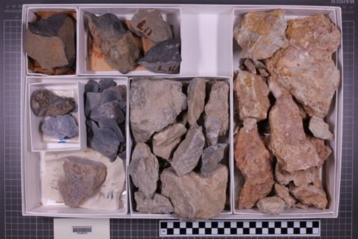 mixed taxa, stratigraphic collection