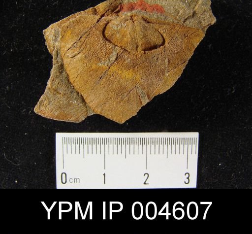 Douvillina ferquensis