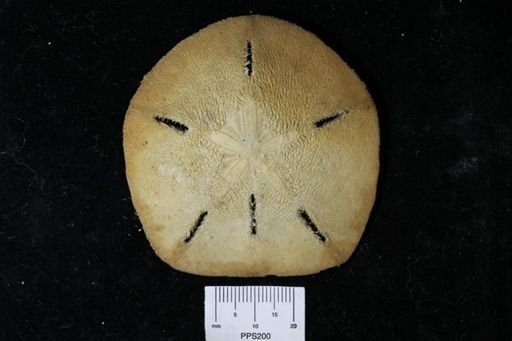 Leodia sexiesperforata