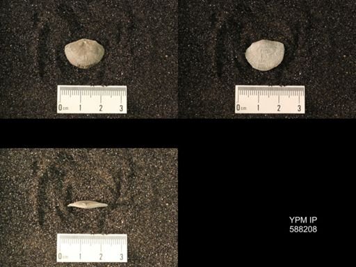 Streptorhynchus planoconvexa