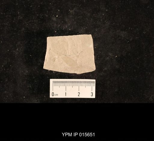 Chelopterum peregrinum