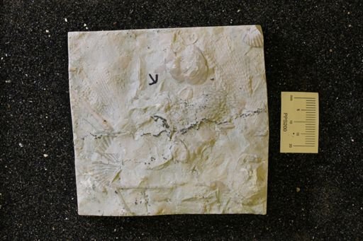 Aphelecrinus scoparius