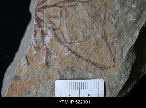 undet. Graptolithina