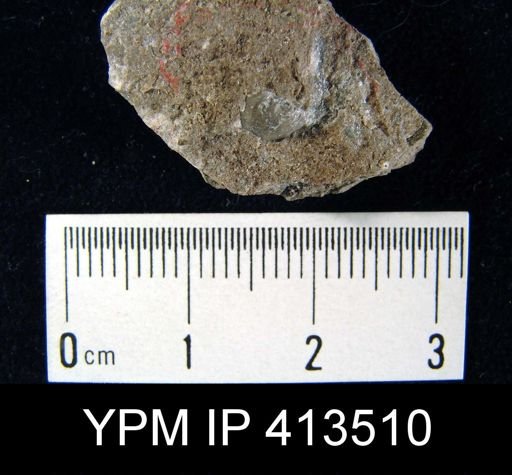 Marginifera splendens
