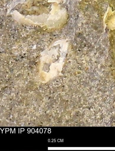 undet. Mollusca