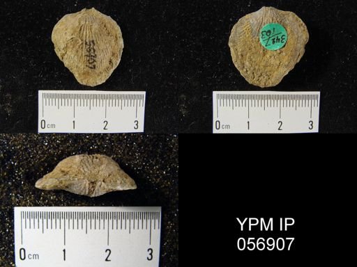 Atrypa reticularis
