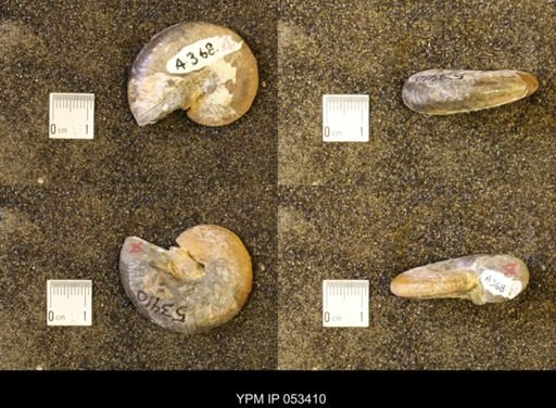 Discoscaphites conradi