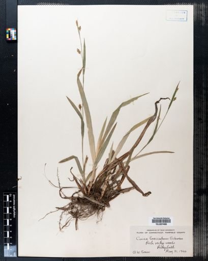 Carex laxiculmis