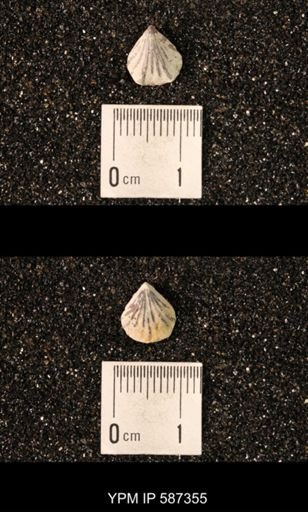 Camarotoechia whitei