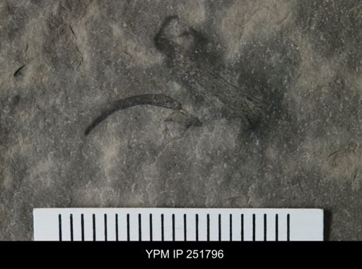 undet. Eurypterida