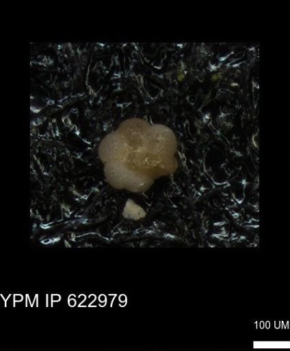 undet. Globorotaliidae
