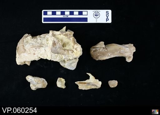Platecarpus sp.