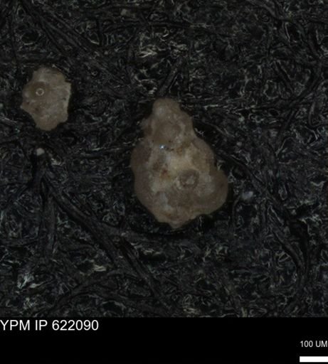 undet. Foraminiferida