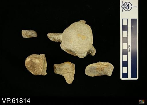 undet. Mosasauridae