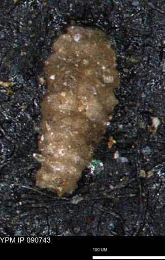 undet. Foraminiferida