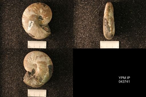 Hoploscaphites nicolletii