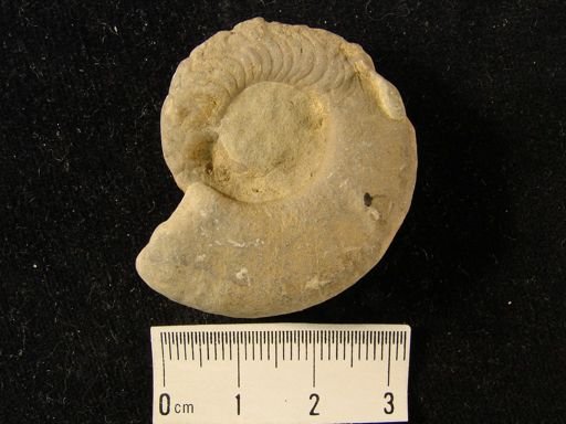 Tirolites idrianus