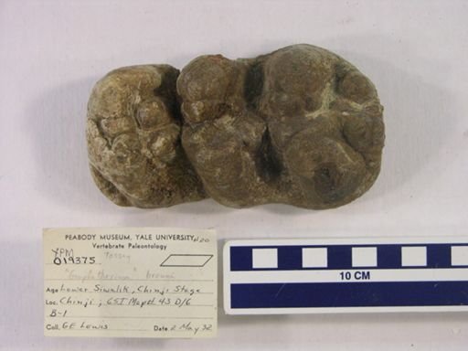 Gomphotherium browni