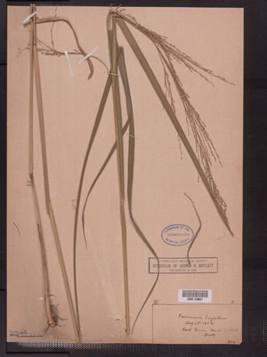 Panicum virgatum