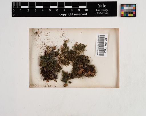Plantae