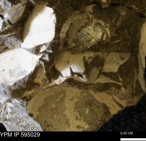 Protocardia sp.