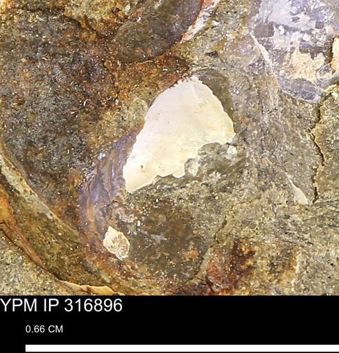 Phelopteria