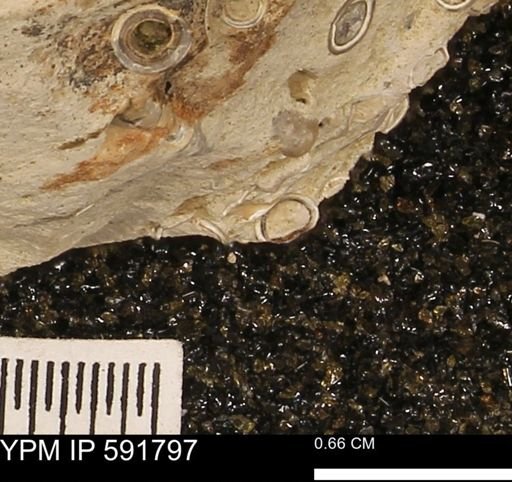 Serpulidae