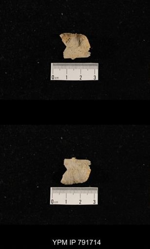 undet. Brachiopoda