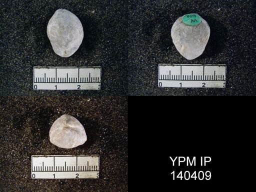 Spirigerella praelonga