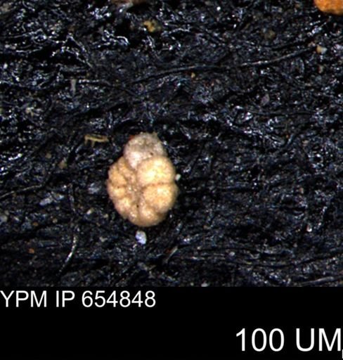Alveolophragmium linki