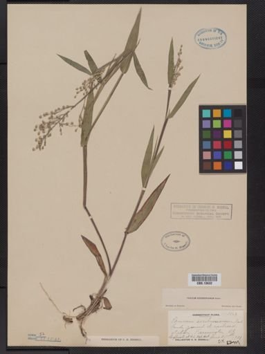 Panicum oligosanthes