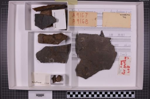mixed taxa, stratigraphic collection