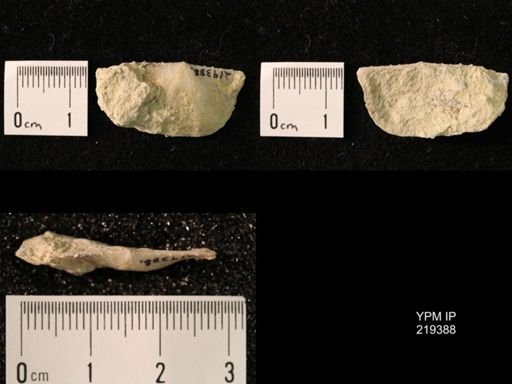 Chonetes granulifer