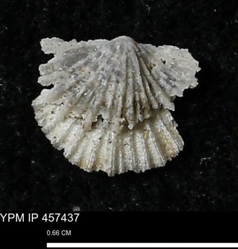 Stropheodonta sp.