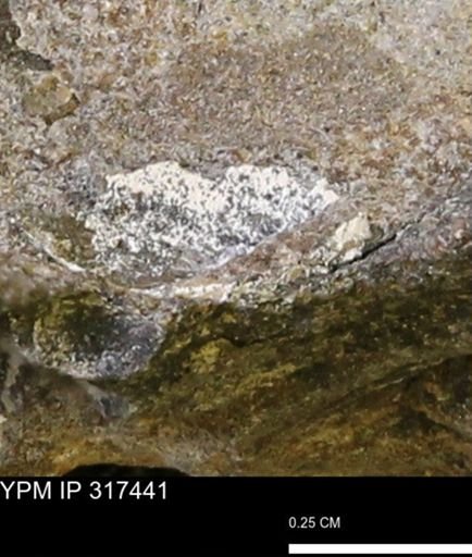undet. Mollusca