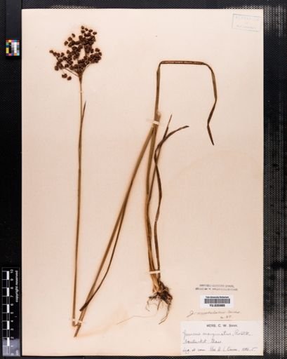 Juncus marginatus