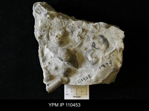 Pentamerus oblongus