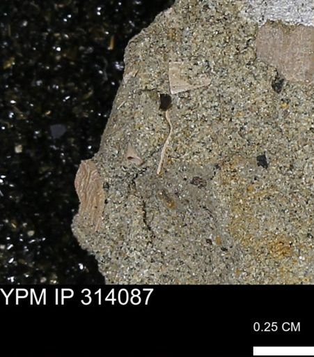 undet. Scaphopoda