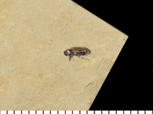 undet. Cryptorhynchinae