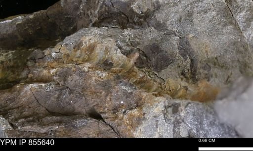 undet. Teredinidae
