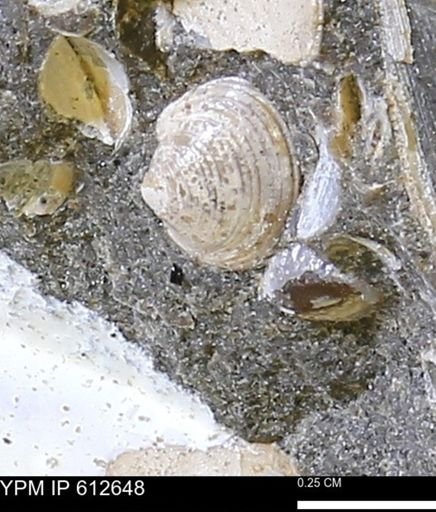 Limopsis striatopunctatus