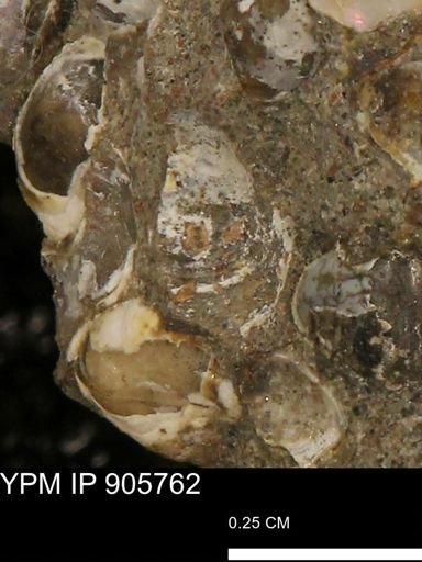 undet. Mollusca