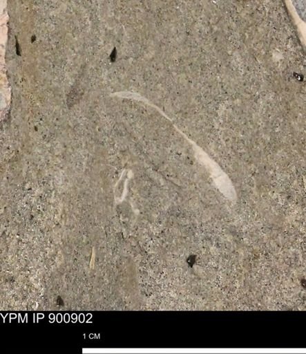 undet. Bivalvia