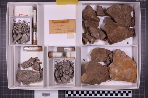 mixed taxa, stratigraphic collection