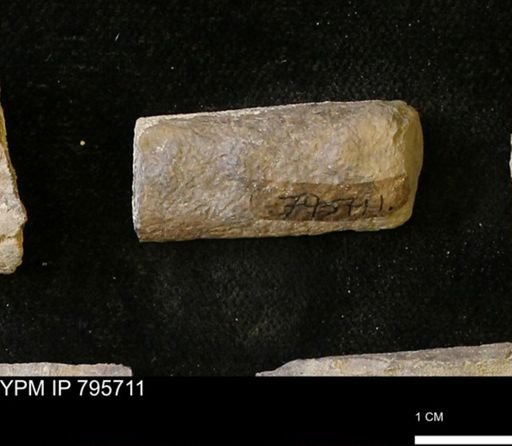 Baculites sp.