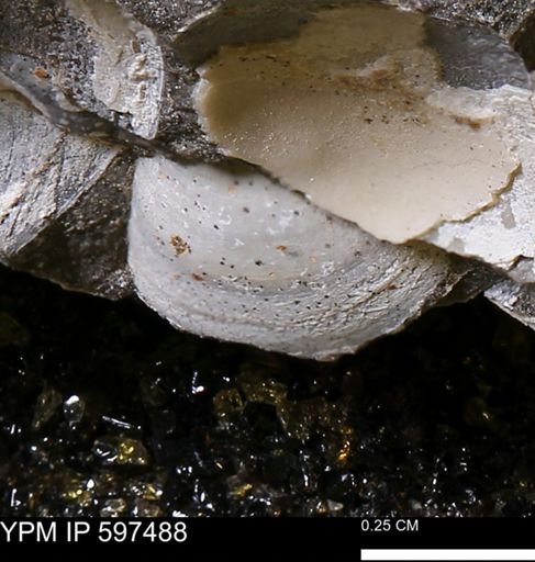 Limopsis striatopunctatus