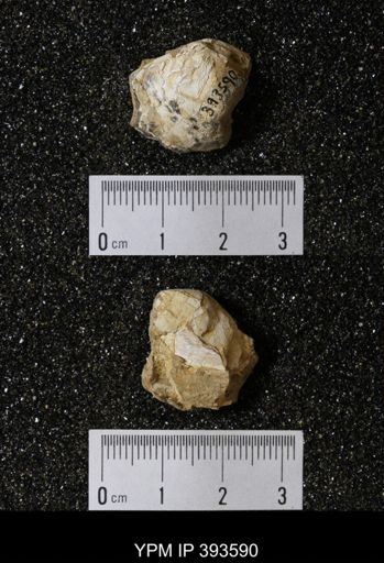 Ostrea glabra