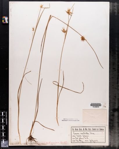 Carex michauxiana