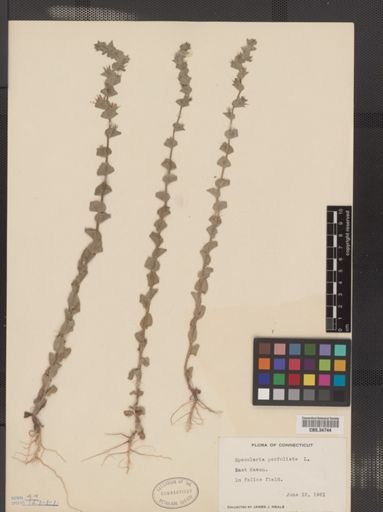 Legousia perfoliata