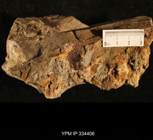 Dinorthis sp.